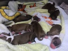 -宠物之家Pets Home 宠物寄养酒店