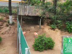 -西霞口神雕山野生动物世界