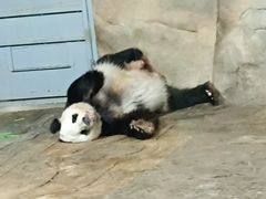 -深圳野生动物园
