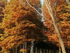 -溱湖国家湿地公园