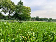 -八卦田遗址公园