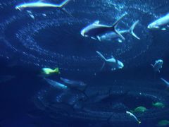 -海合安武汉极地海洋公园