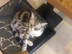 -平行世界·猫咖(首经贸店)