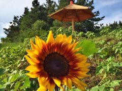 北纬44度·金珠花海景区-北纬44度·金珠花海休闲农业旅游景区