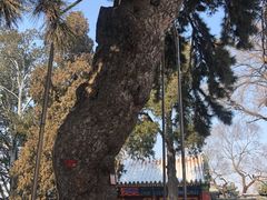 -北海公园-停车场