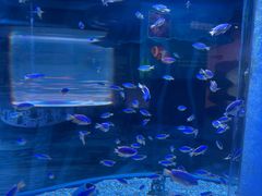 -海合安成都极地海洋公园