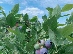 -金谷域澳洲庄园