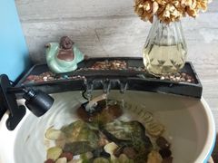 -菩提树下茶咖鼓捣