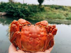 -欢乐蟹庄·精品农家乐(阳澄湖莲花岛店)