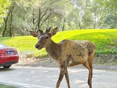 -北京野生动物园