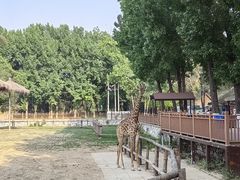 -北京野生动物园