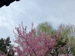 -西安青龙寺遗址景区