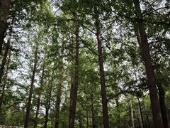 -白水寺森林公园