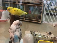 -喵宠乐园·撸猫互动·猫舍