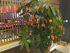 -老佛爷铜炉蛙锅(揭阳万达店)