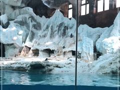 -帝企鹅自助餐厅•儿童岛•真企鹅(长隆企鹅酒店)