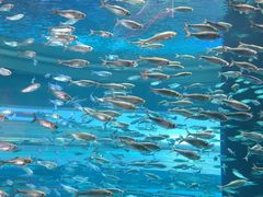 -瑞普利水族馆