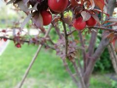 -北京国家会计学院