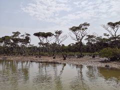 -东寨港红树林旅游区