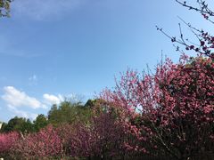 -常德桃花源景区