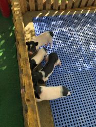 -萌宠亲子动物乐园(槐房万达店)