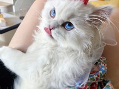 -欣宠猫屋·矮脚拿破仑·蓝金金渐层