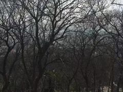 -上海佘山国家森林公园西佘山园