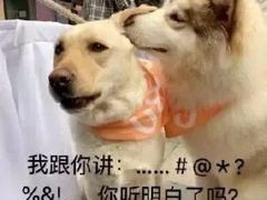 -新桥方记猪蹄