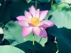 -白洋淀景区