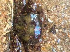 -金刚山烧烤(红旗大街店)