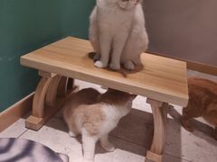 -飞行喵MR PILOT|猫舍·猫咖(静安大融城店)