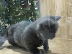 -屋虎猫馆(宝安大仟里店)