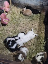 -酷嗒动物文化乐园(cutezoo西溪乐天城店)