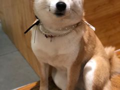 -柴务处·柴犬主题狗咖