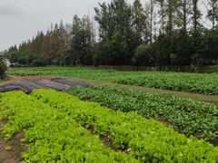 -前小桔亲子创意农场·草莓采摘·露营烧烤