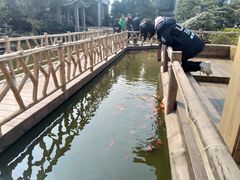 -老幺泉水鸡