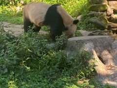 -中国大熊猫保护研究中心雅安碧峰峡基地