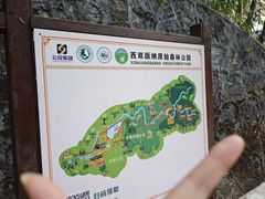 -西双版纳原始森林公园