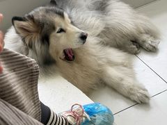 -汪说·狗咖·拼豆·宠物周边DIY(旺城大厦店)