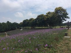 -大塘金香草谷