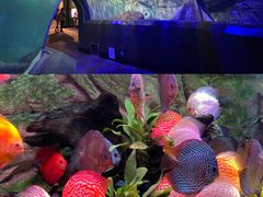 -上海海洋水族馆
