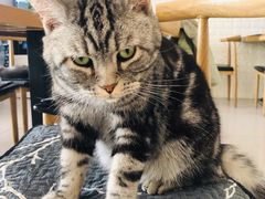 -平行世界·猫咖(首经贸店)