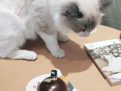 -藏猫猫咖啡主题馆(中央大道店)