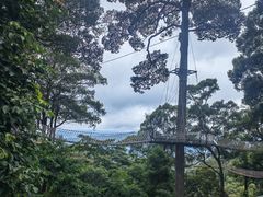 -清迈丛林飞跃 JungleFlight
