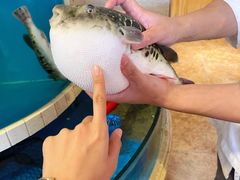 -天正河鲀·河豚亭(大连店)