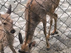 -长白岛森林公园