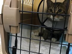 -伟伟宠物医院·CT影像中心·瑞派犬猫综合性门诊(汉口总院)