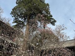 -潭柘寺景区