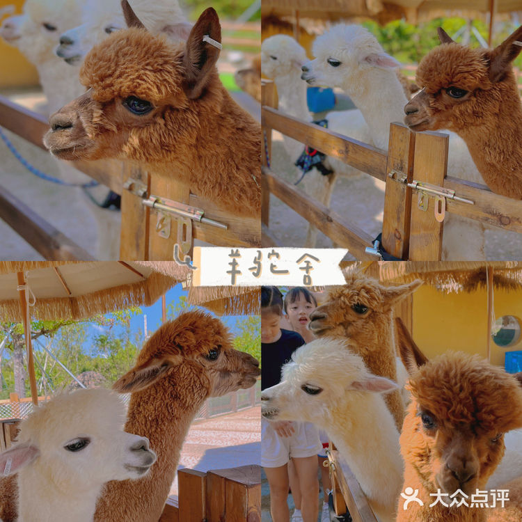 珠海旅游｜近距离接触小动物 小孩子的童话乐园