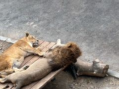 -大连森林动物园